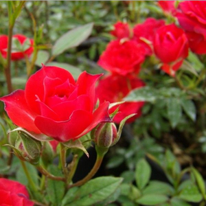 Diskreten vonj vrtnice - Roza - Detroit™ - Na spletni nakup vrtnice